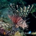 lionfish_common_nus_h_0705_png1725.jpg